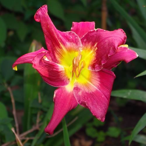 Hemerocallis Apricot Symphony